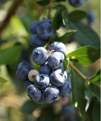 Close up of Duke Highbush Blueberry fruit, Various blueberries ripe for the picking on a reddish-green stem