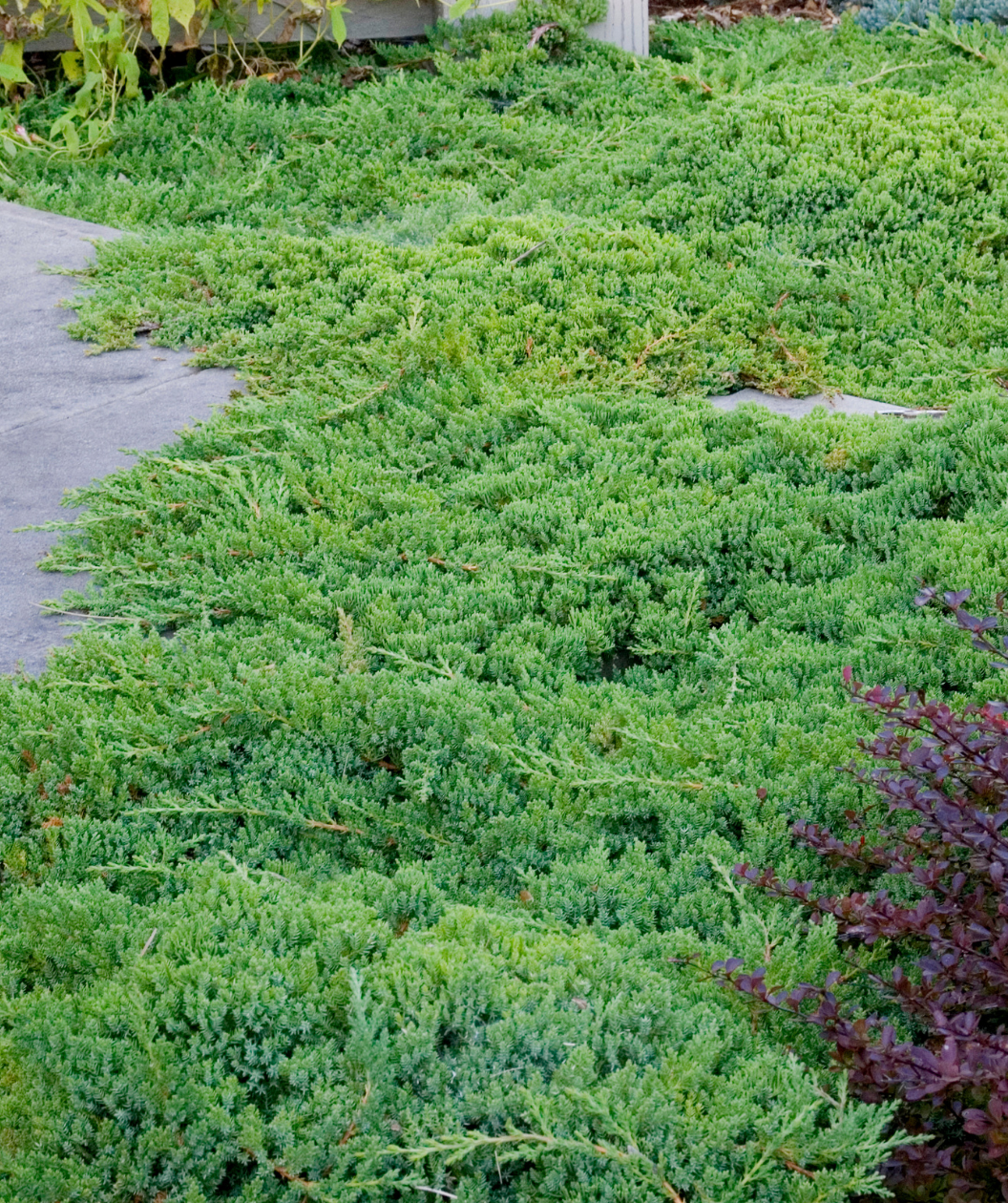 Dwarf Japanese Garden Juniper in Bulk
