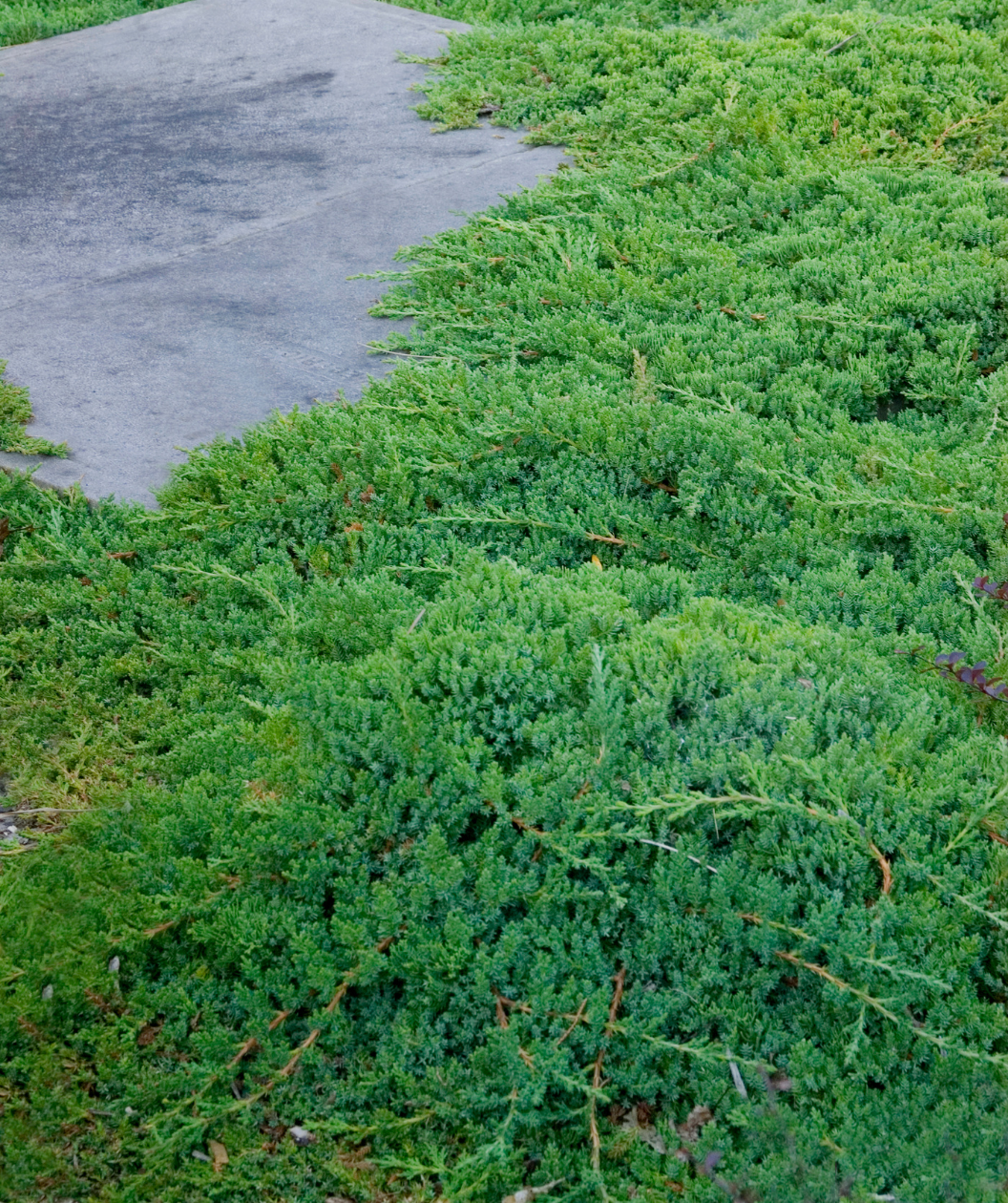 Dwarf Japanese Garden Juniper in Bulk