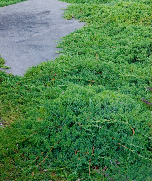 Dwarf Japanese Garden Juniper in Bulk – Bower & Branch