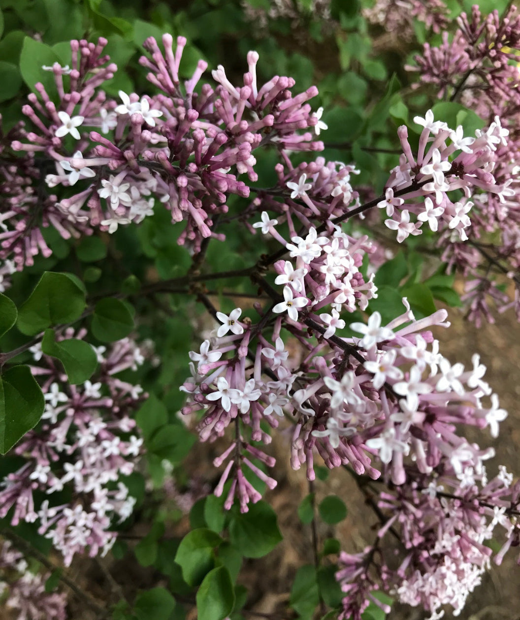 Close up of Dwarf Korean Lilac flowers, clusters of small light purple tubular flowers
