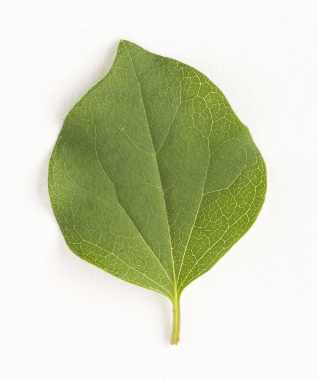 Dwarf Korean Lilac leaf on white, green rounded leaf