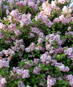Dwarf Korean Lilac flowers in landscape