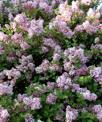 Dwarf Korean Lilac in full bloom, lots of clusters of small  light purple colored flowers emerging from rounded green leaves