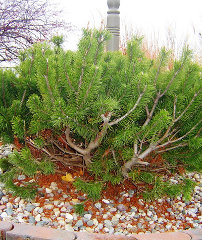 Dwarf Mugo Pine planted in a landscape, round growing shrub evergreen with green needles