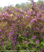The Early Amethyst Beautyberry in a landscape, covered in the vibrant purple berries, sitting against the green foliage as it begins to transition to fall coloring