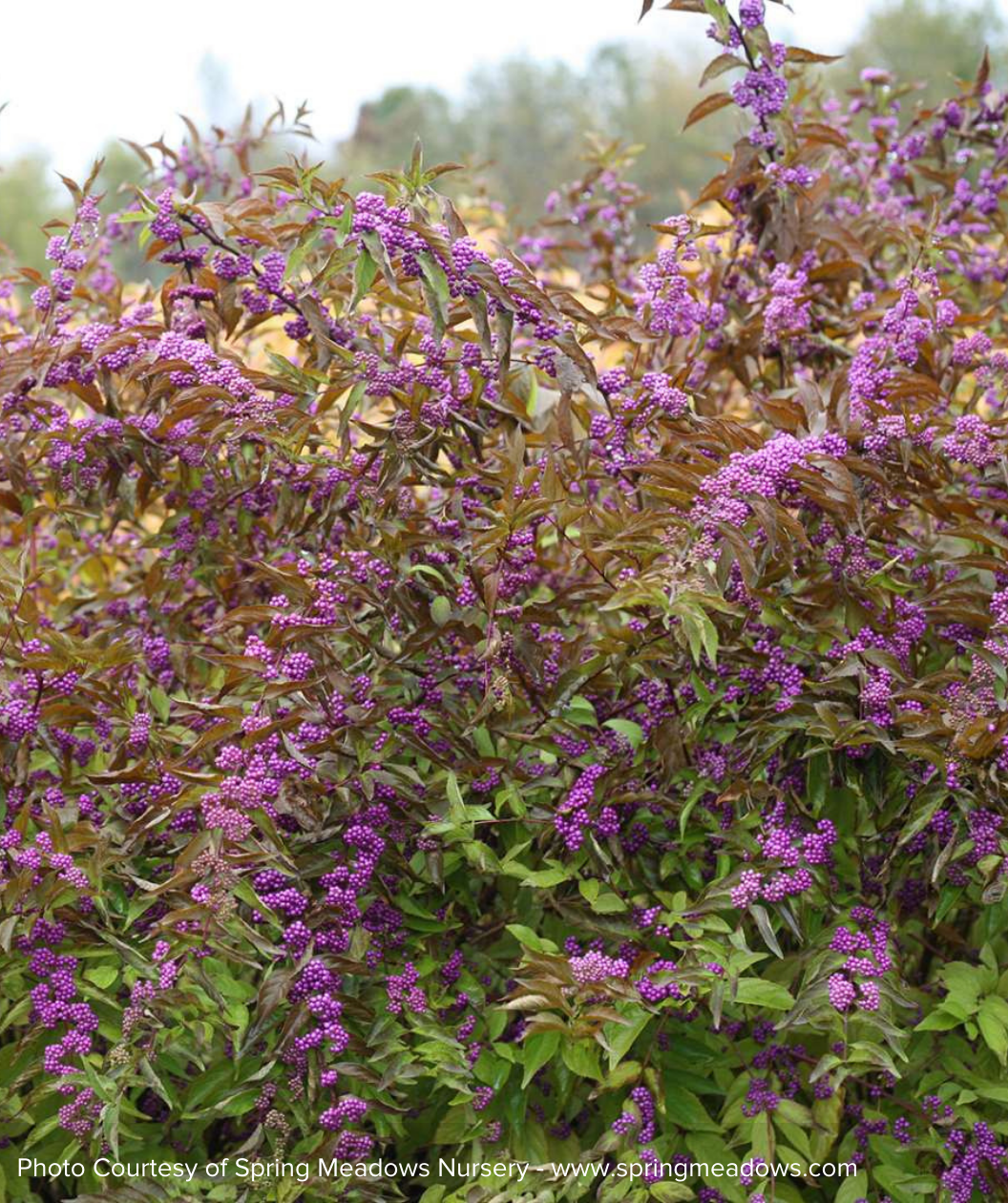 The Early Amethyst Beautyberry in a landscape, covered in the vibrant purple berries, sitting against the green foliage as it begins to transition to fall coloring