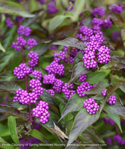 A close up of the vibrant purple berries of the Early Amethyst Beautyberry, sitting against the green foliage as it begins to transition to fall coloring