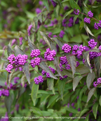 A close up of the vibrant purple berries of the Early Amethyst Beautyberry, sitting against the green foliage as it begins to transition to fall coloring