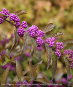 A close up of the vibrant purple berries of the Early Amethyst Beautyberry, sitting against the green foliage as it begins to transition to fall coloring