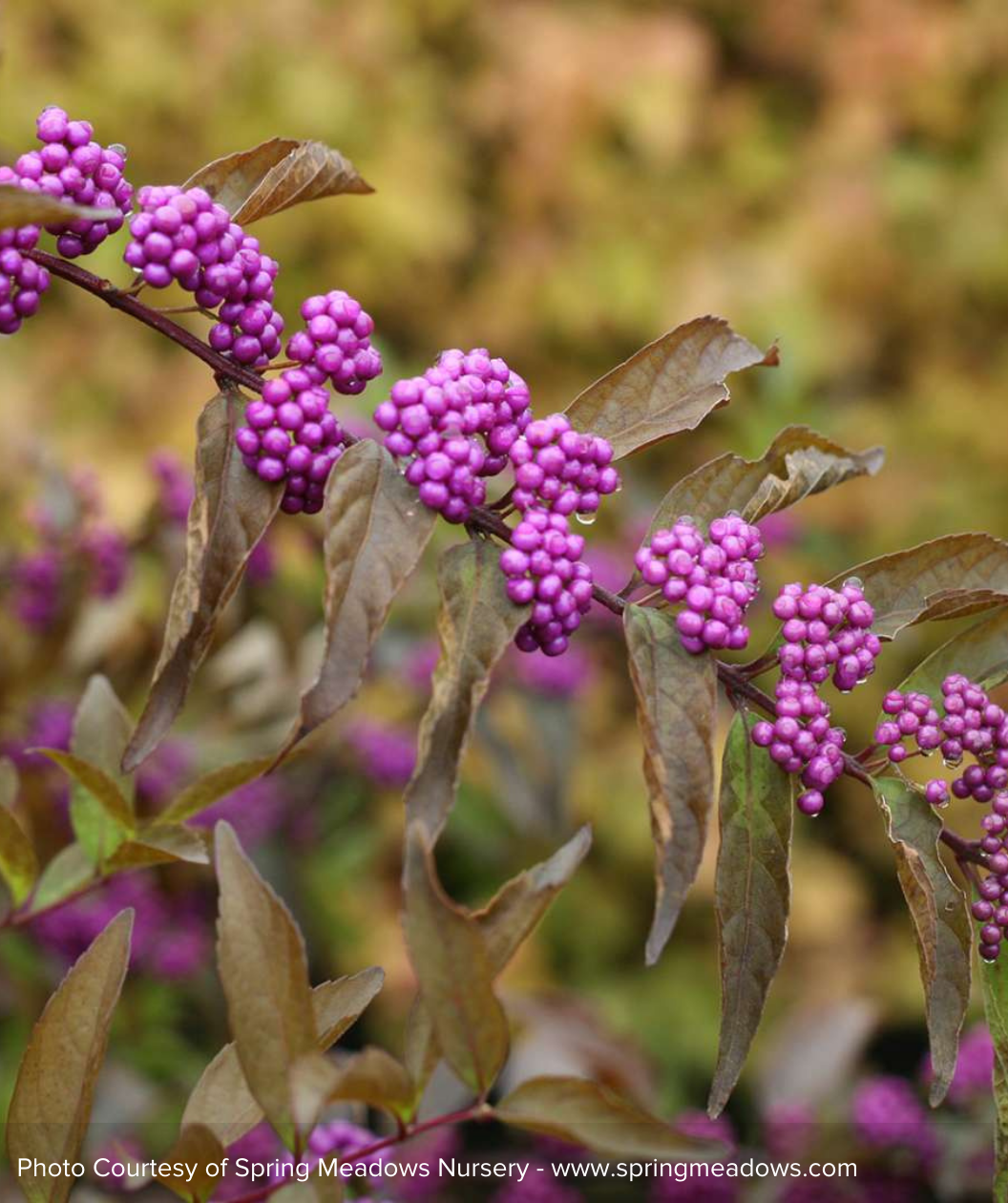 A close up of the vibrant purple berries of the Early Amethyst Beautyberry, sitting against the green foliage as it begins to transition to fall coloring