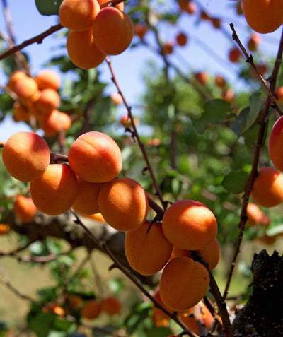 Close up of Early Golden Apricot, various round orange fruit with red blush growing on a tree