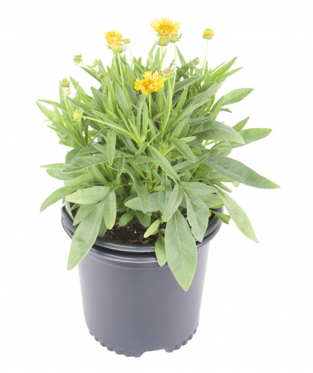 Early Sunrise Tickseed product shot on white, small yellow flowers begin to emerge from long narrow green foliage