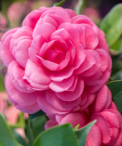 Early Wonder Camellia pink flower