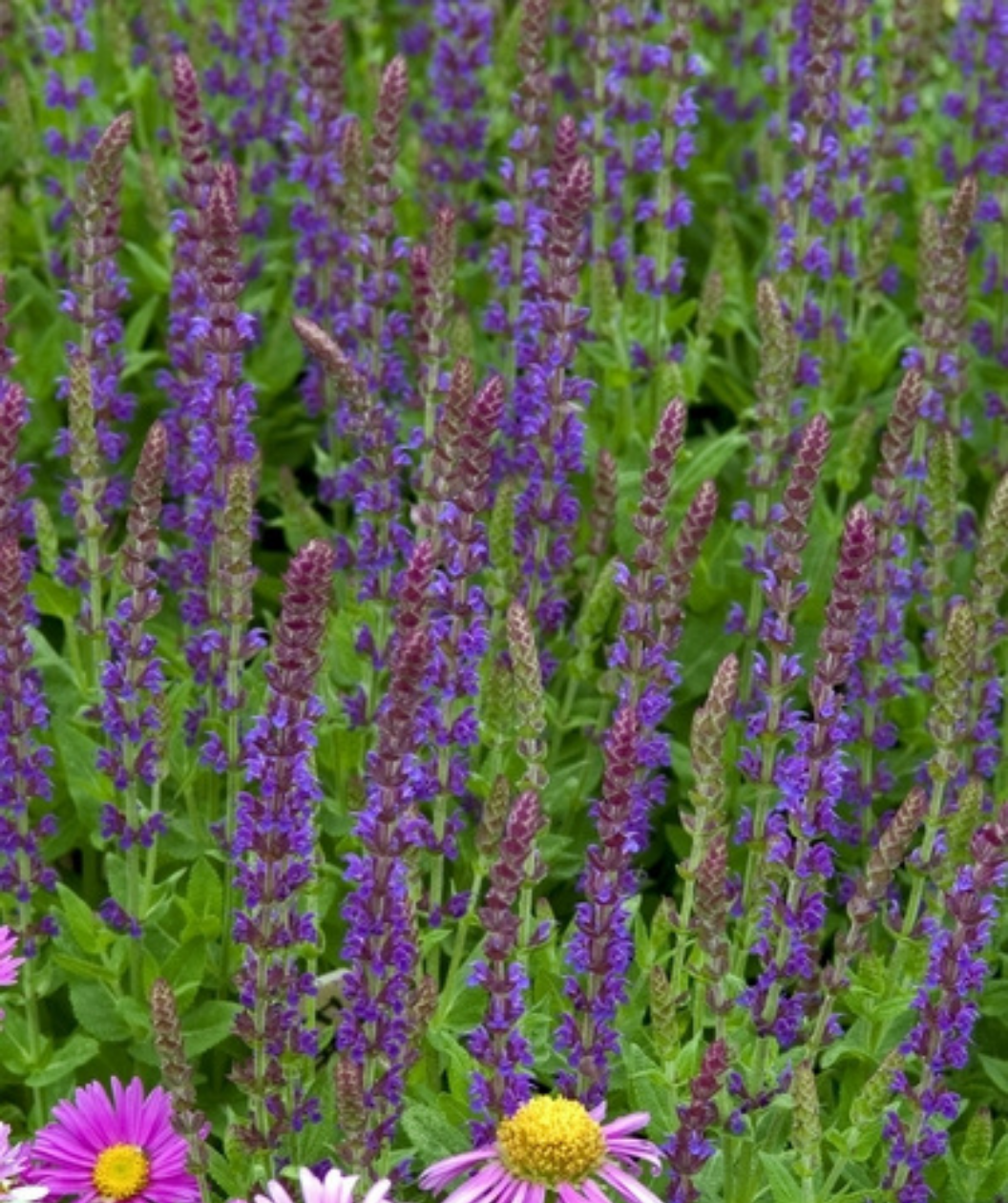 East Friesland Meadow Sage