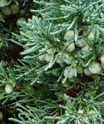 Close up of Eastern Red Cedar foliage, short thin blue-green colored foliage with small round blue-green berries