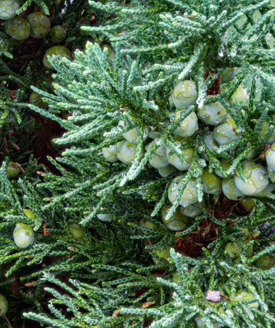 Close up of Eastern Red Cedar foliage, short thin blue-green colored foliage with small round blue-green berries