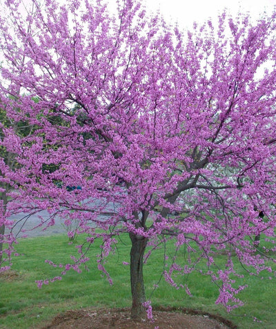 Eastern Redbud tree in the landscape covered in lavender pink blooms