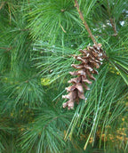 A close up of the light brown pine cone of the Eastern White Pine while still hanging on the branch, contrasting against the long and bright green, evergreen foliage