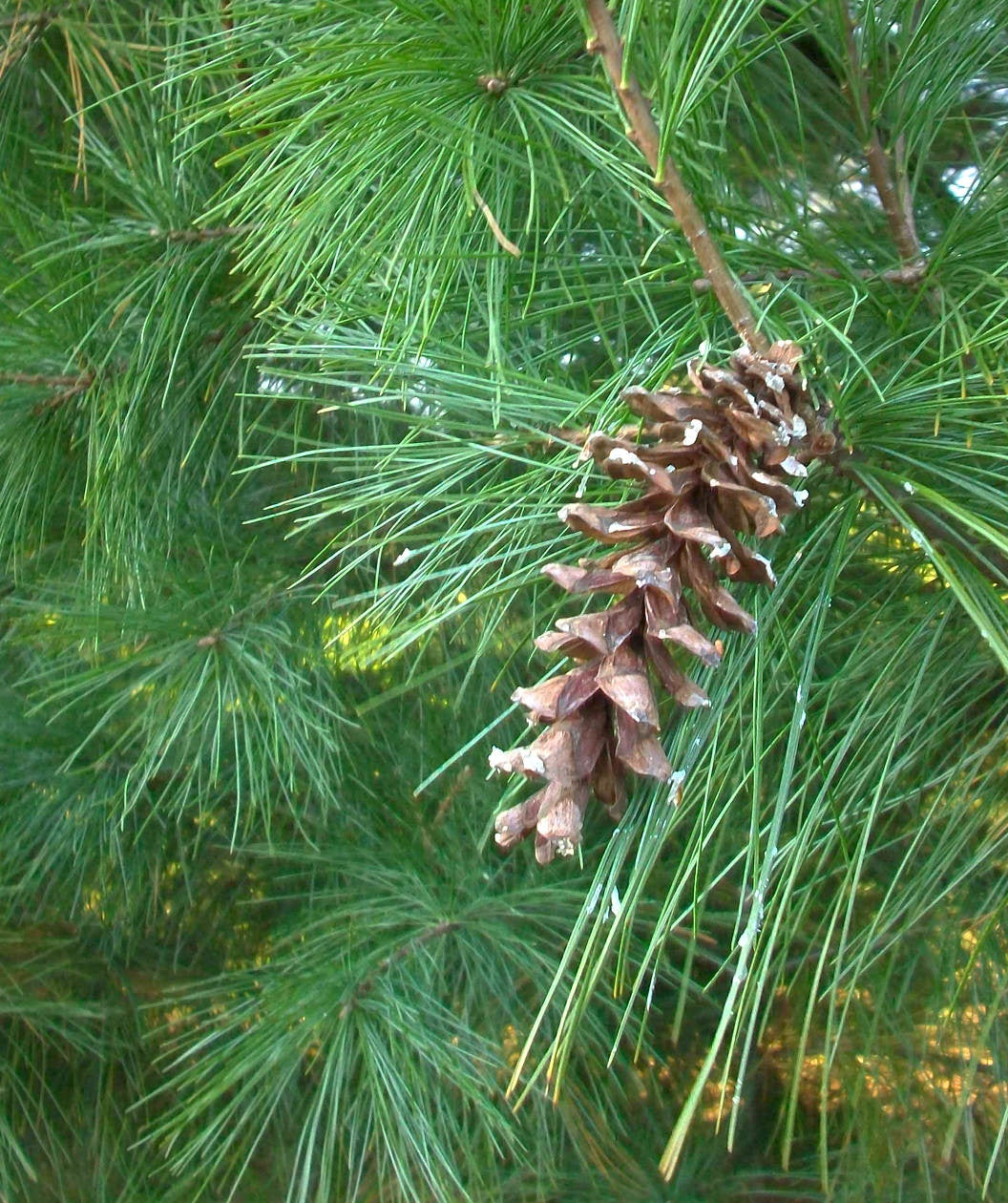 A close up of the light brown pine cone of the Eastern White Pine while still hanging on the branch, contrasting against the long and bright green, evergreen foliage