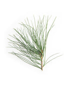 A cutting of the Eastern White Pine branch that shows the long, blue-green needles against a white background