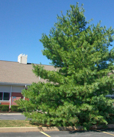 A large Eastern White Pine planted in a landscape, covered in the long, bright green, evergreen needles 
