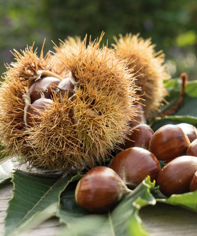 Eaton Chinese Chestnut, various brown shelled chestnuts on a table with some still inside the spiny seed pod