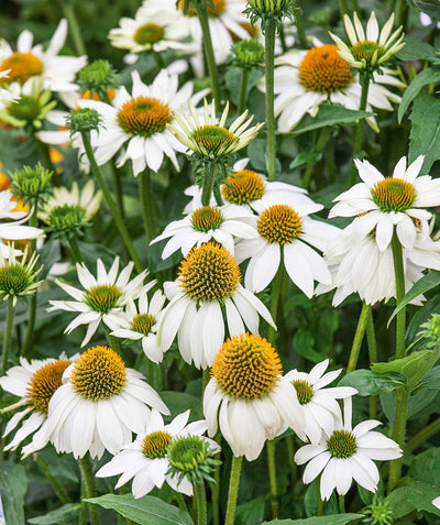 A closeup of the PowWow White Coneflower, showing off the bright white flower petals with an orange-yellow center against the dark green foliage