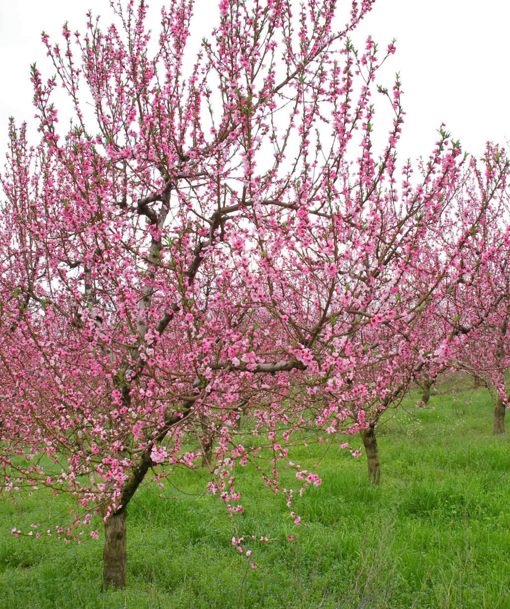 Elberta Peach trees planted in a spring landscape, upright and outright branching covered in small pink fragrant flowers