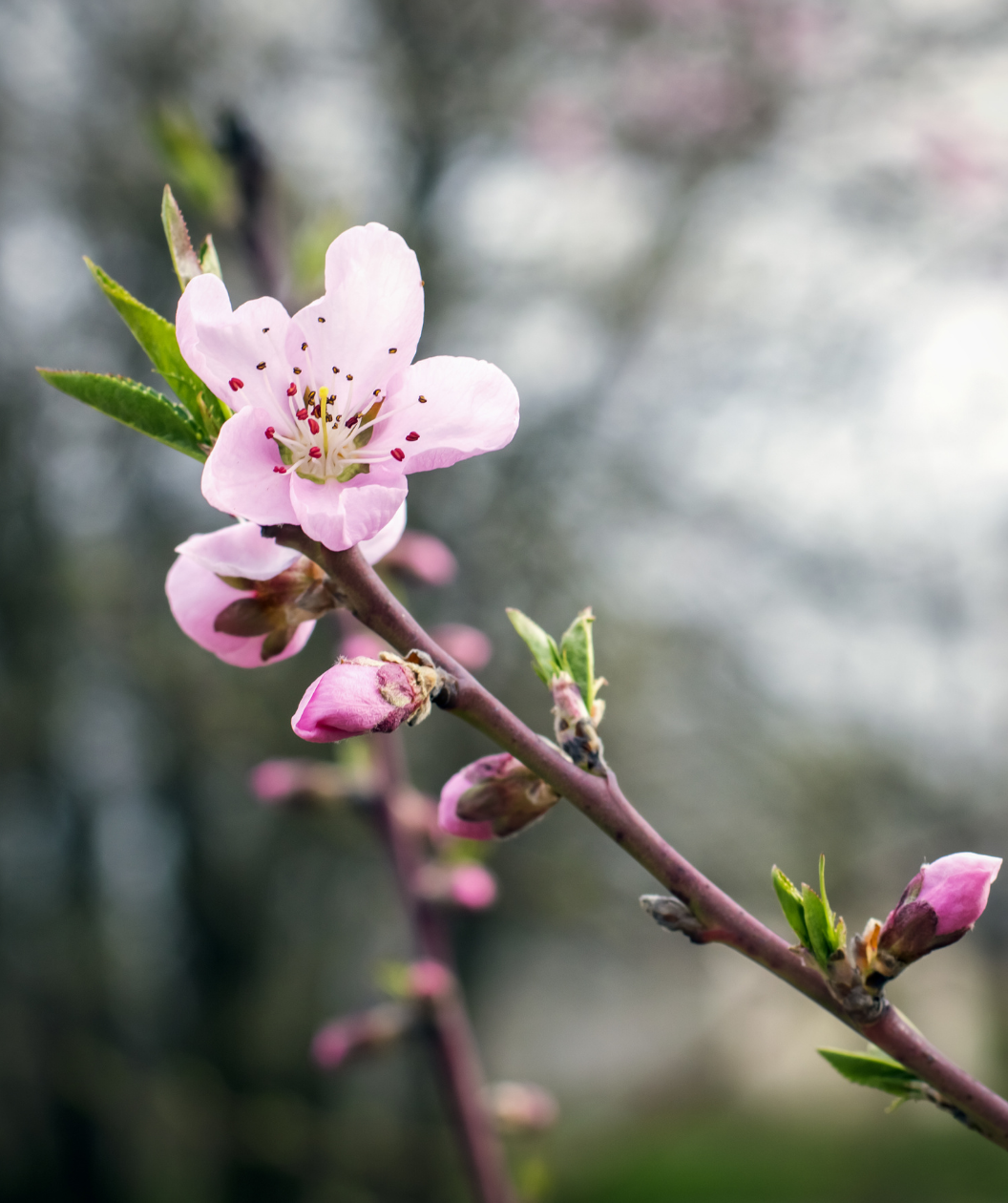 Close up of Elberta Peach flower, small pink fragrant flower on a dark red branch
