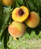 A close up of the Elberta Peach tree fruits hanging on the tree, with one peach cut open, exposing the yellow flesh of the fruit and red pit