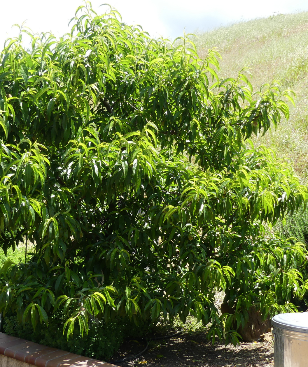 Elberta Peach planted in a landscape, upright and outright branching covered in oblong green leaves