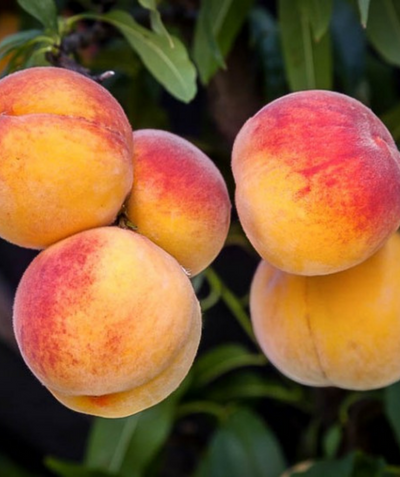 Several Elberta Peach Fruits hanging on a tree, round yellow fruits with red blush