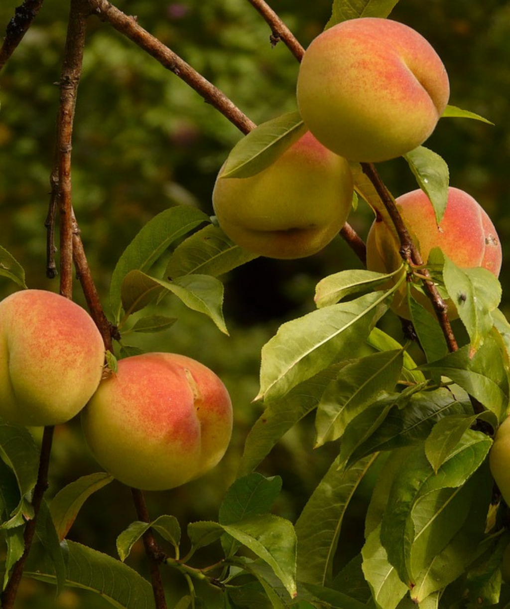 Several Elberta Peach Fruits hanging on a tree, round yellow fruits with red blush on brown branches covered in oblong green foliage