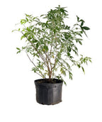 Elderberry product shot on white, mostly upright growing shrub with small green foliage