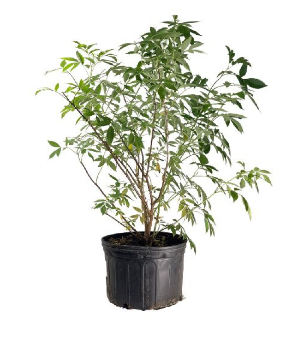 Elderberry product shot on white, mostly upright growing shrub with small green foliage