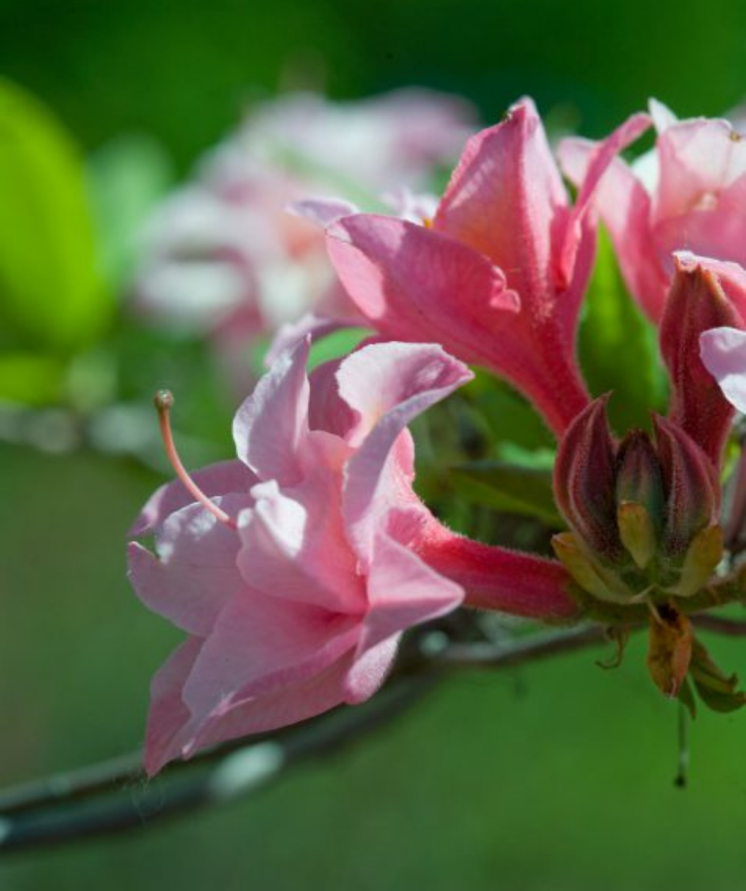 Electric Lights Exbury Azalea closeup of blush pink flowers with hot pink undersides
