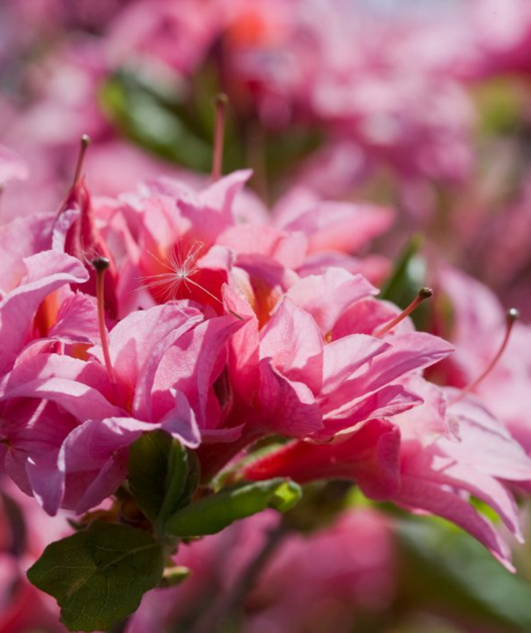 Electric Lights Exbury Azalea hot pink flowers clustered together