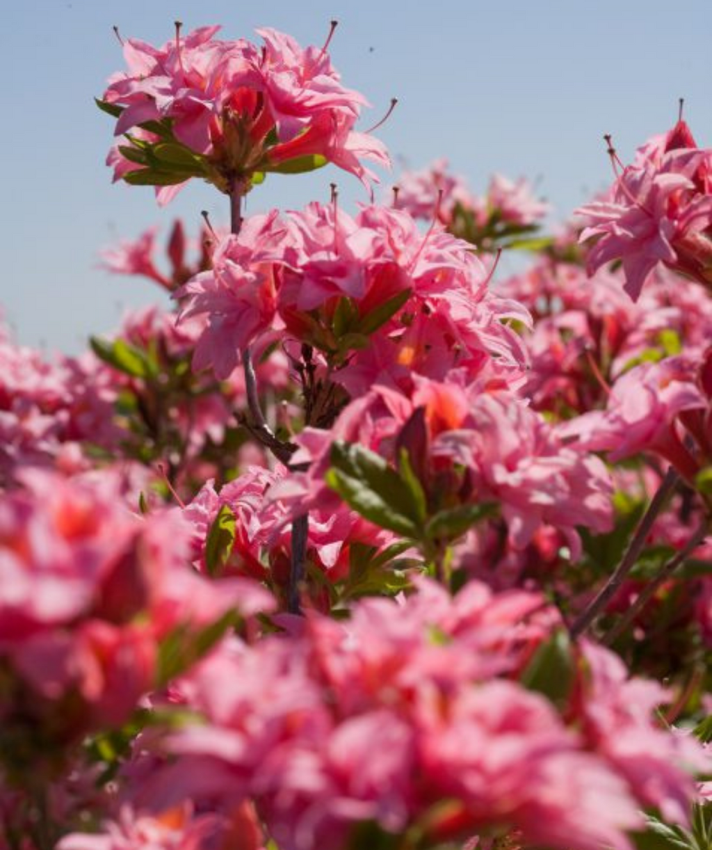Electric Lights Exbury Azalea clusters of hot pink flowers mixed with deep green leaves