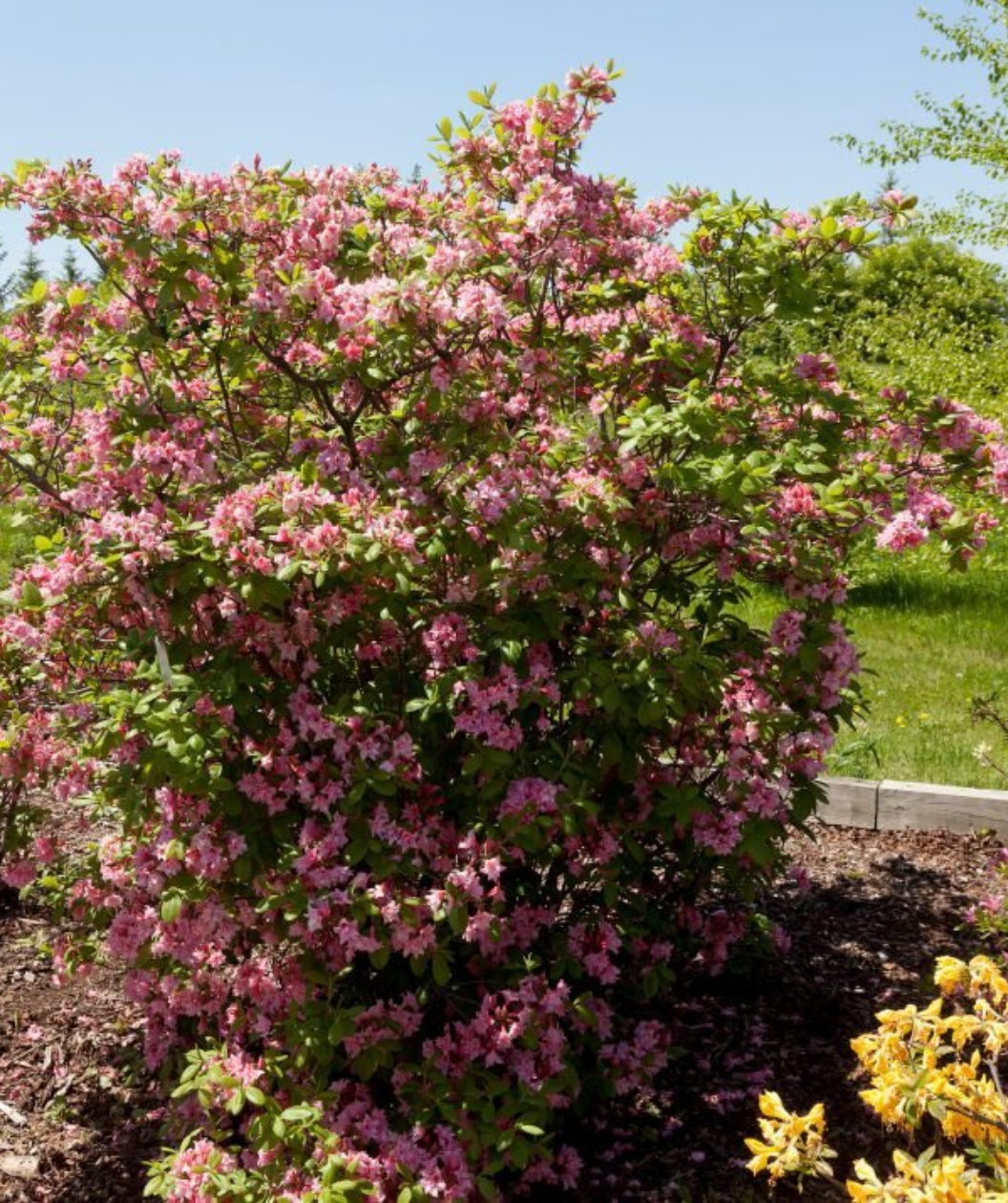 Electric Lights Exbury Azalea shrub in full bloom with pink flowers