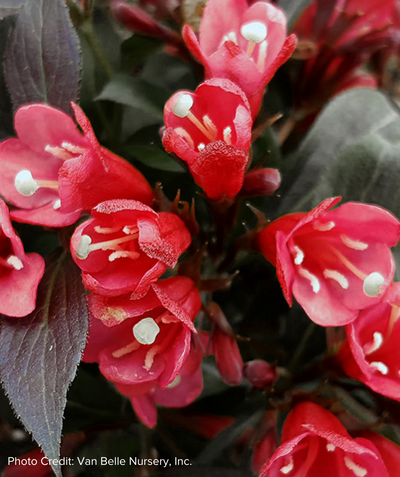 Electric Love Weigela closeup of red flowers with dark purple-green leaves