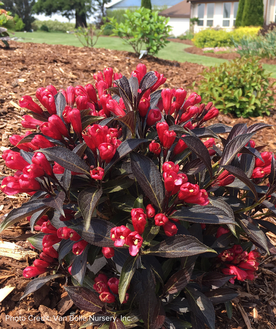Electric Love Weigela dark green-purple leaves with red flowers