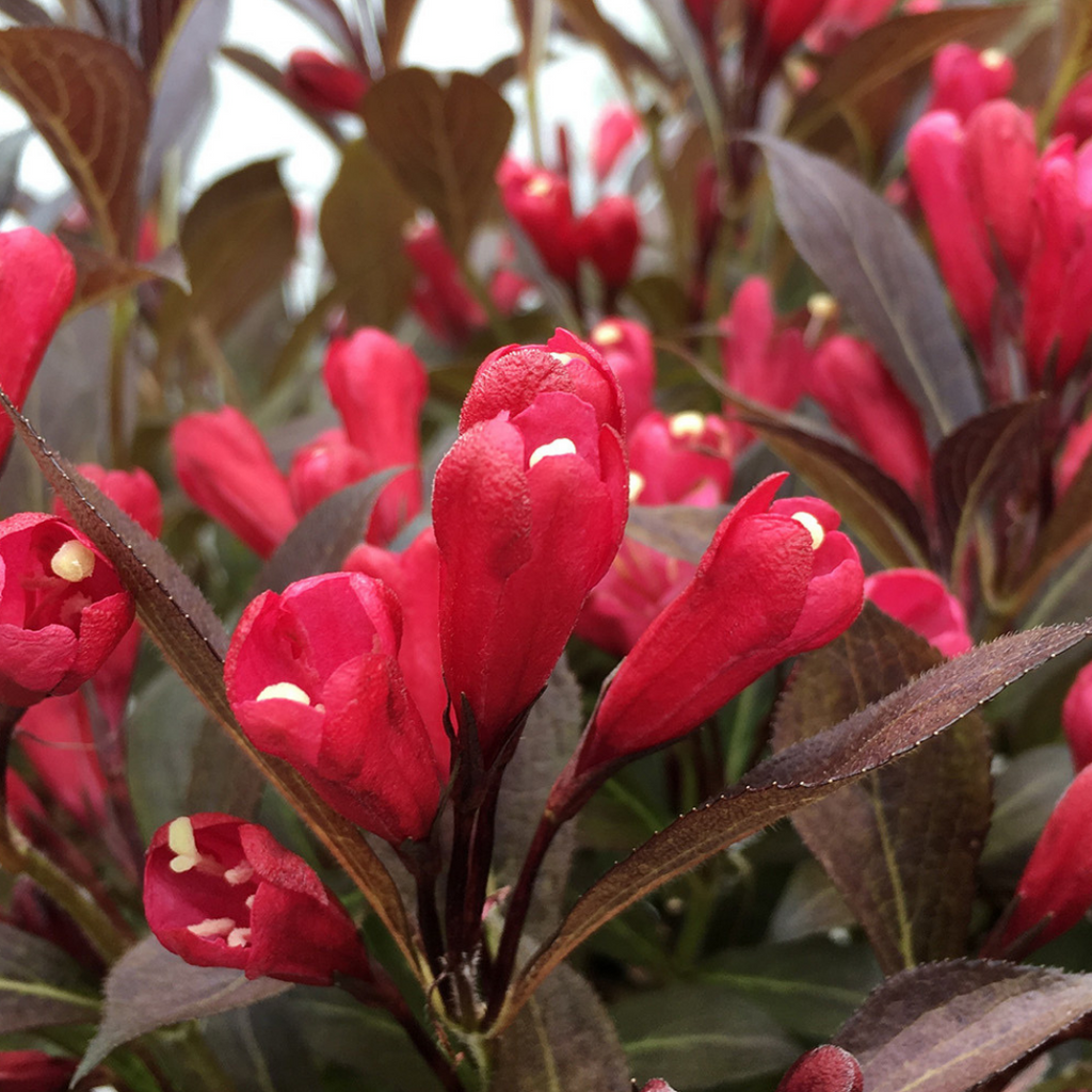 ElectricLoveWeigela3.png?crop=