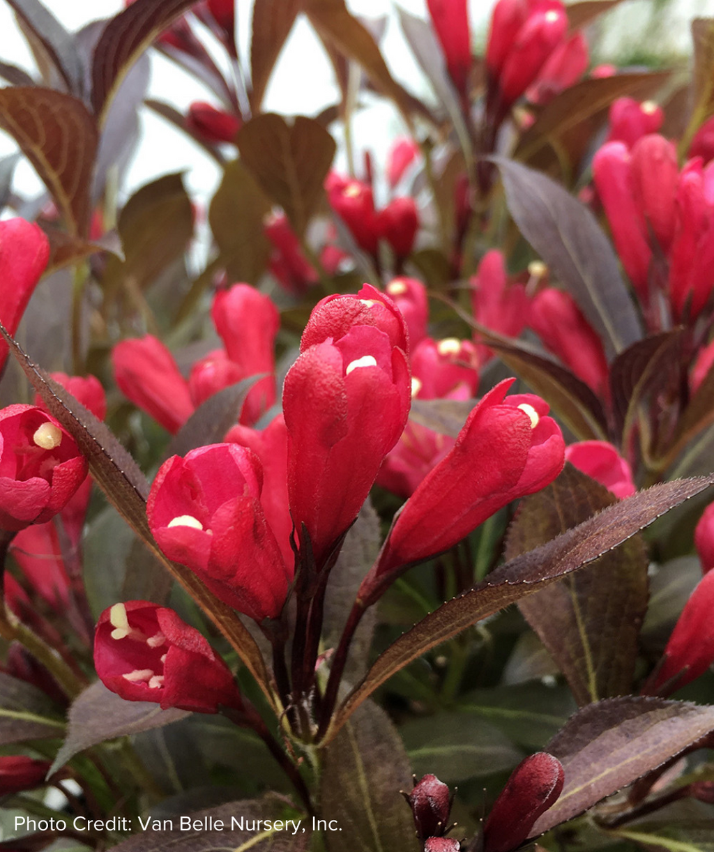 Electric Love Weigela red flowers with dark green-purple leaves