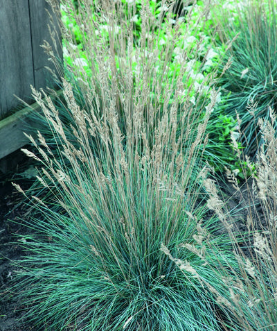 Elijah Blue Fescue planted in a landscape, long thin blue-green colored grass like foliage with golden brown shoots with seeds at the top