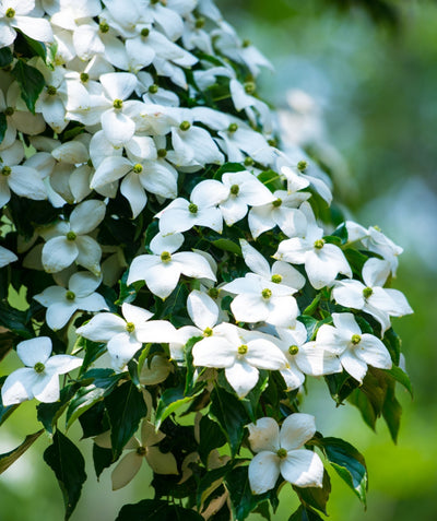 Close up of Elizabeth Lustgarten Weeping Japanese Dogwood, lots of white four petal flowers resembling a plus sign emerging from dark green conical shaped foliage on weeping branches