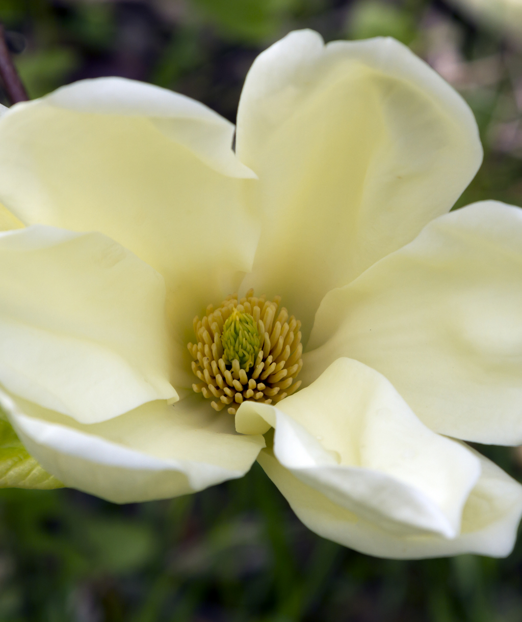 Close up of Elizabeth Magnolia flower, large fragrant pale yellow flower