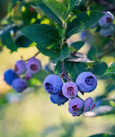 Close up of Elliott's Highbush Blueberry fruit and foliage, some ripened and some unripened blueberries hanging from a purplish colored stem with green conical shaped leaves