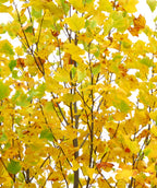 Close up of Emerald City Tulip Tree fall colored foliage, uniquely shaped leaves resembling a dinosaurs foot that are yellow with fall color