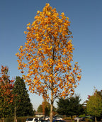 Emerald City Tulip Tree planted in a fall landscape, slightly upright branching covered in yellow-orange fall colored leaves